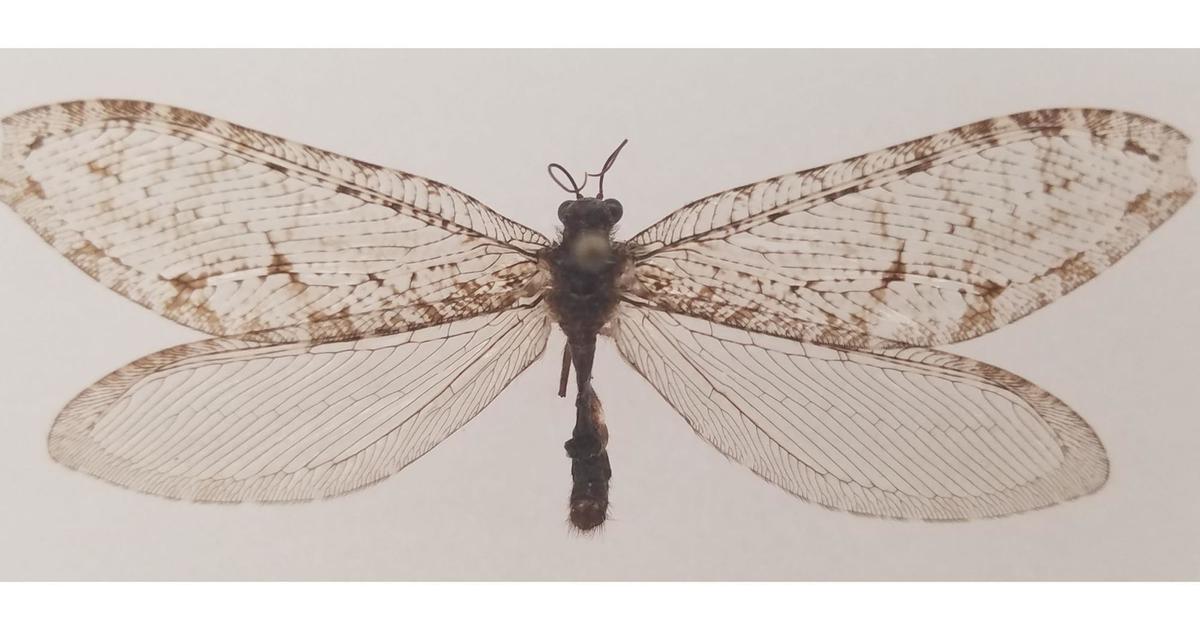 تم العثور على حشرة طيران عملاقة في أركنساس وول مارت تبين أنها حشرة “نادرة للغاية” من العصر الجوراسي