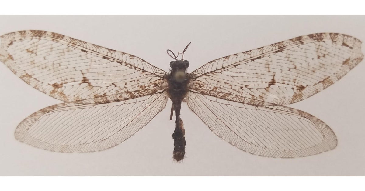 Bicho volador gigante encontrado en Arkansas Walmart resulta ser un bicho ‘extremadamente raro’ del período Jurásico