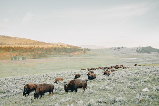 Bison in the Lamar Valley 