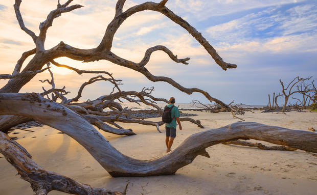 Man walking on  the ocean beach with weathered trees at sunrise. 