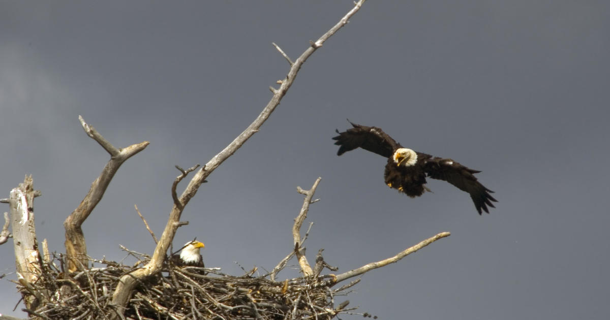 Bald eagle couple in Colorado lays new egg after losing eaglets two years in a row