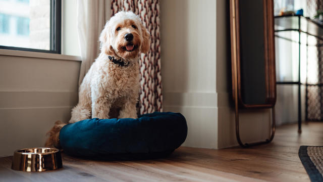 Cute golden doodle sitting on dog bed in a stylish living room 