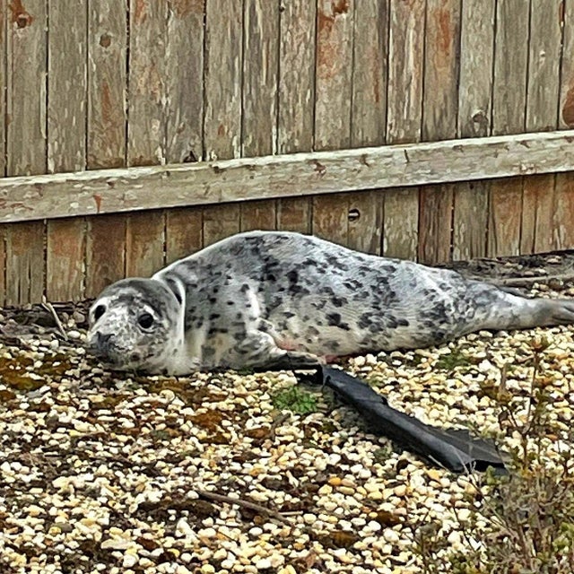 baby-seal.jpg 