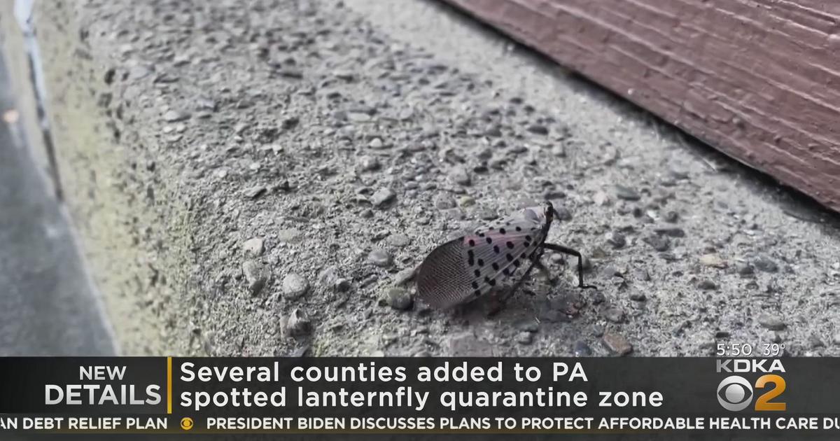 Several counties added to Pennsylvania's spotted lanternfly quarantine ...