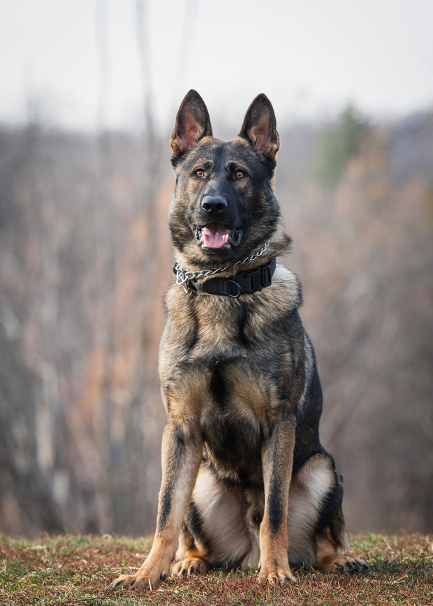 k9-officer-ozzie.jpg 