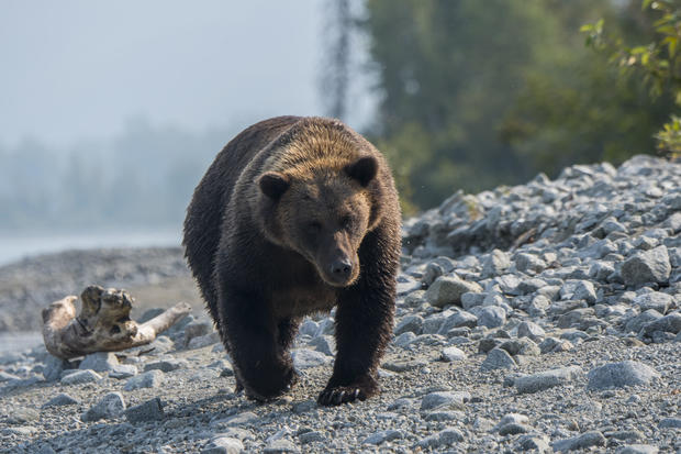 A Brown bear (Ursus arctos) is walking and looking for 