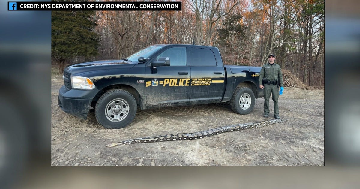 14-foot-long python found dead on side of Long Island road - CBS New York