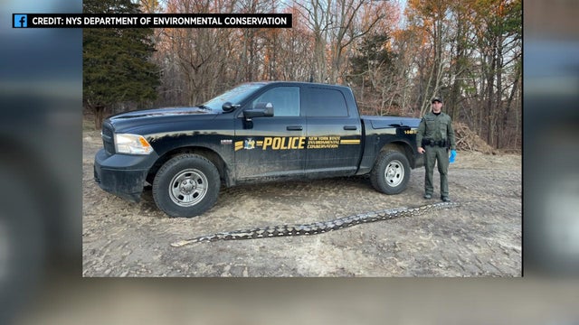 A python as long as a truck lays on the ground. 