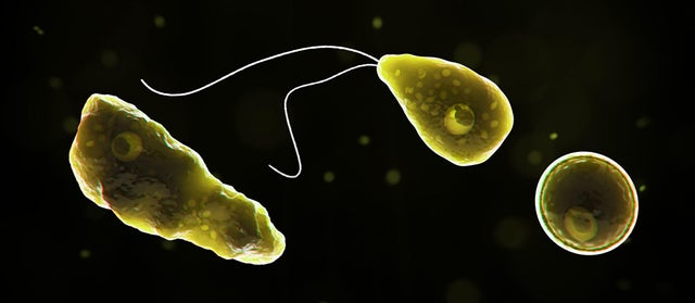 Naegleria fowleri FILE 