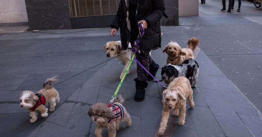 Return to work fuels high demand for dog walkers - Vimarsana News