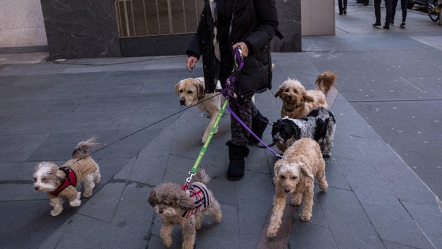 Dog Walking In NYC 