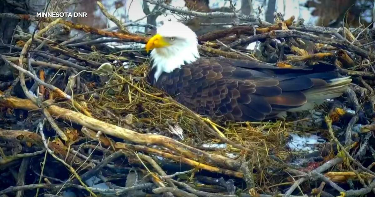 Why do bald eagles choose winter as the time to start a family?