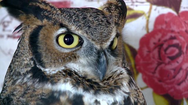 mn-festival-of-owls-sot-wcco2yj6.jpg 