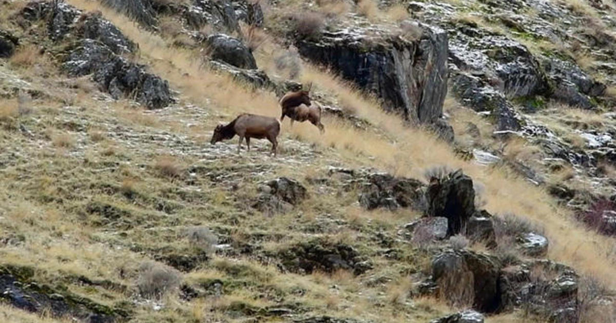 Nature: Elk in Idaho