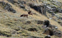 Extended Nature Video: Elk in Idaho 