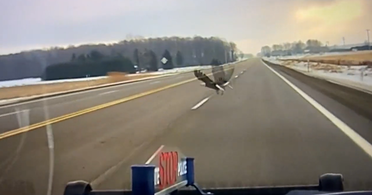 VIDEO: Trooper nearly hits bald eagle with cruiser in northern Michigan