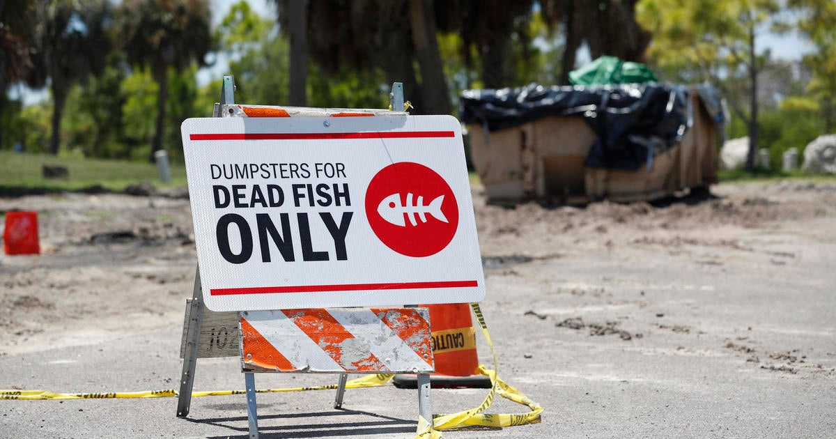 Red tide is back in Florida, killing fish and impacting human health. Here's what to know about the toxic bloom.