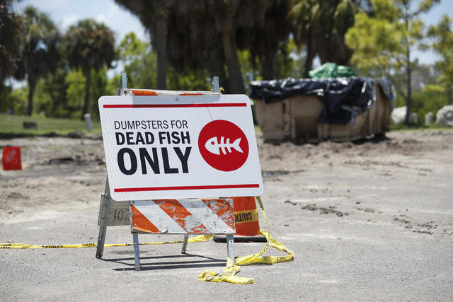 Tampa Bay fishers trawl for Red Tide kills, instead of usual catch