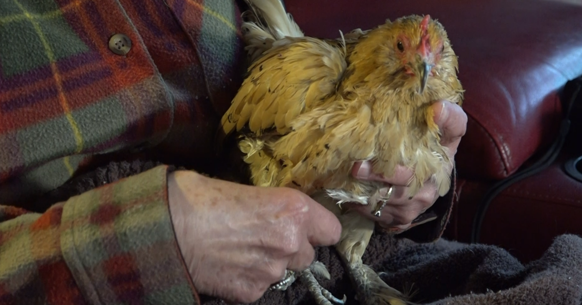 Washtenaw County chicken named oldest living chicken
