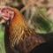 First U.S. bird flu death reported in Louisiana after severe case of H5N1