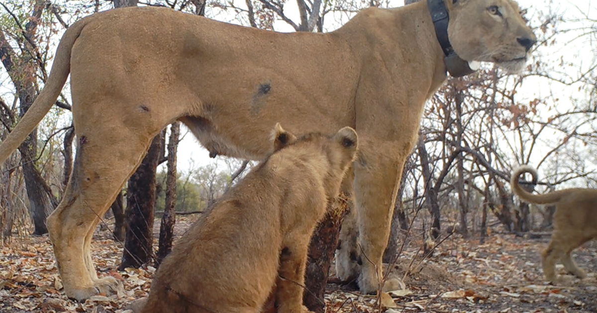 Rare West African lion cubs caught on video in Sengal: 