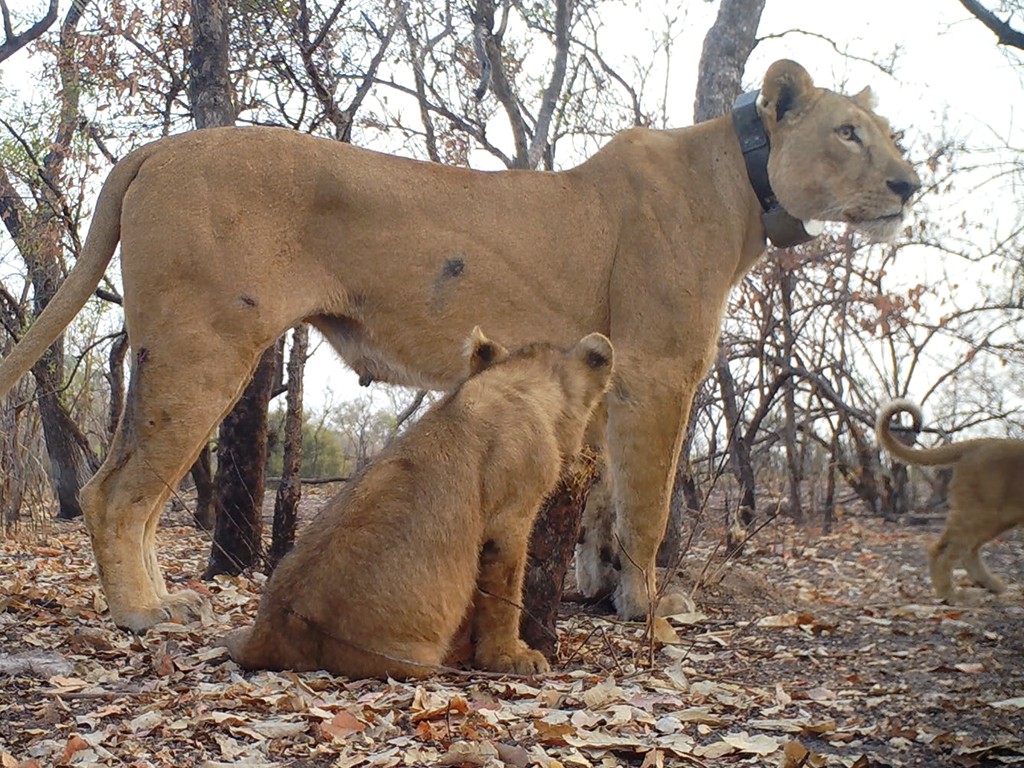 panthera-senegal-lion-niokolokoba-09.png 
