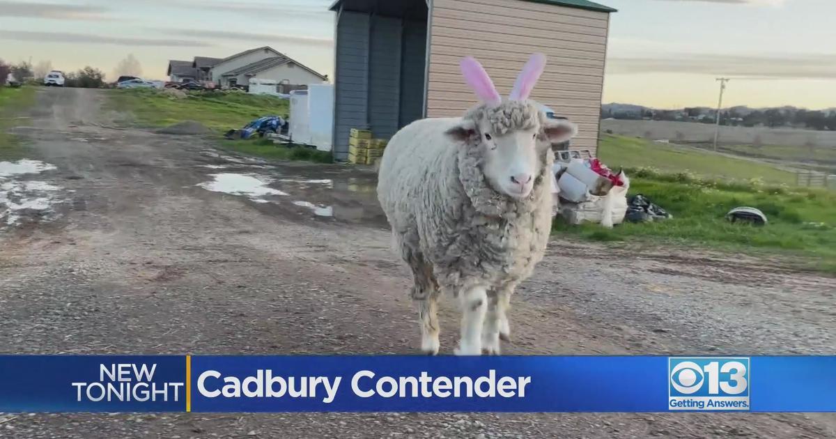 Vacaville sheep named finalist in annual Cadbury Bunny Contest - CBS ...