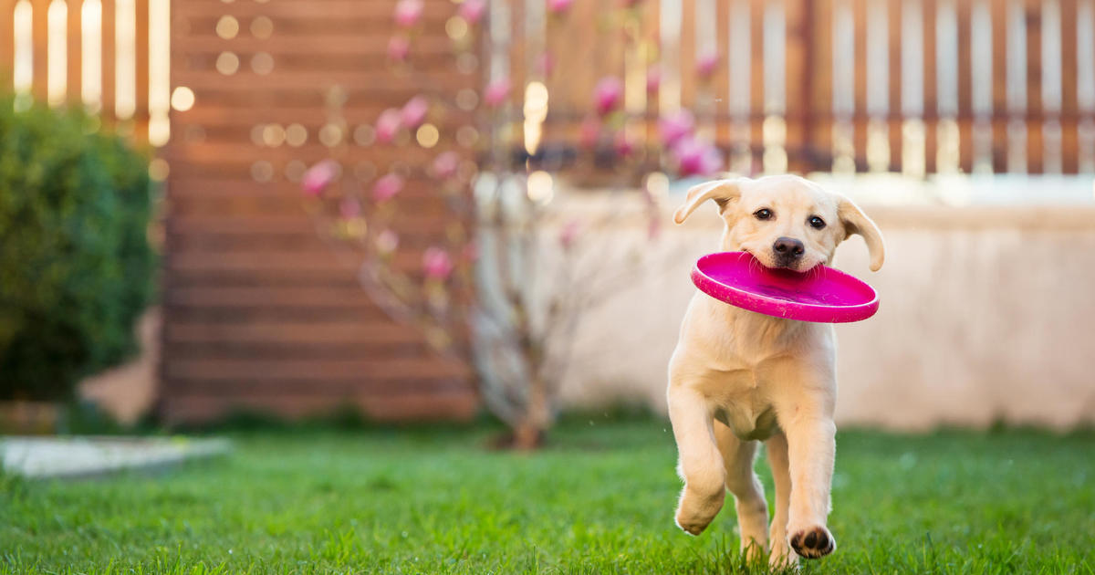 3 reasons to get pet insurance this spring