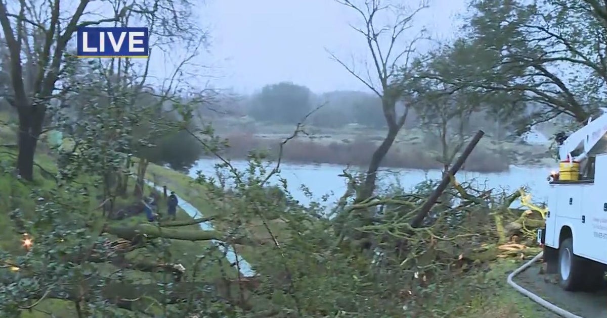 A downed tree possibly causing a sewage spill in Carmichael