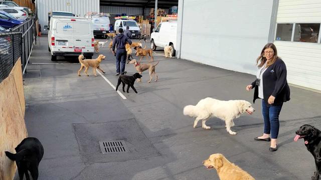 dogs-rescued.jpg 