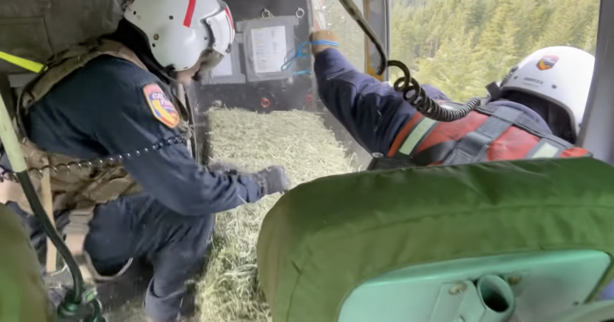 Cows are starving to death amid California’s winter weather rampage. Emergency helicopter hay drops could save them.