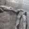 DNA reveals surprises about Pompeii eruption victims