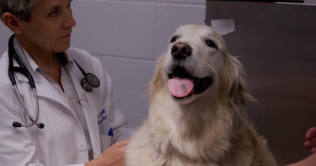 Cancer treatments for dogs could also lead to breakthroughs for