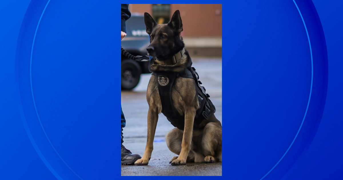 Michigan K9 officer helps police track down suspected burglar - CBS Detroit