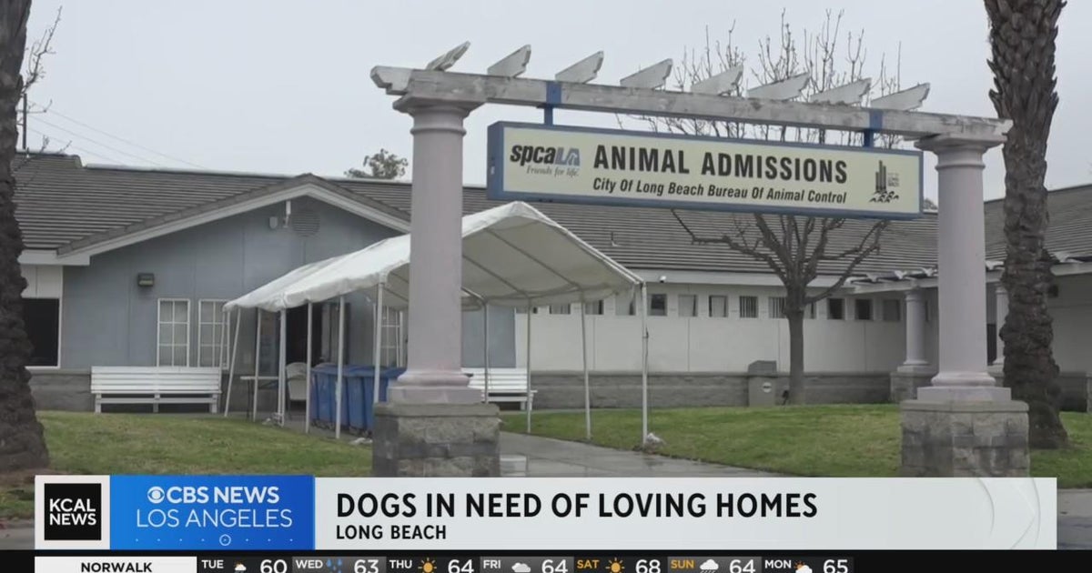 Long Beach animal services waives adoption fees in hopes of increasing