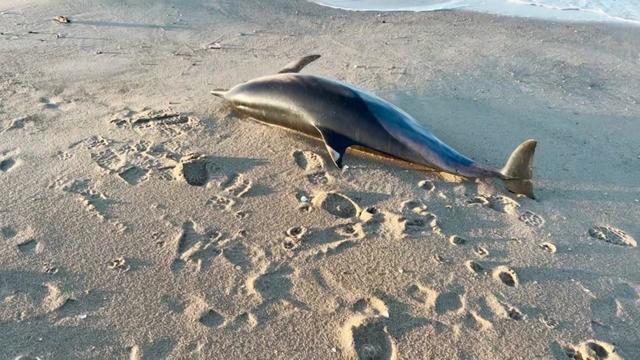 A dead dolphin lying on a beach. 