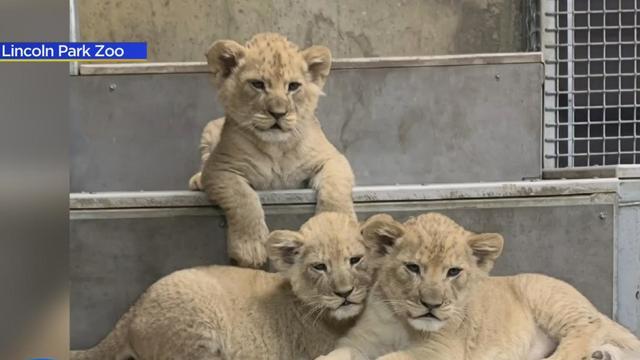 Lincoln Park Zoo Is on Lion Watch, New Cub Due in January, Chicago News
