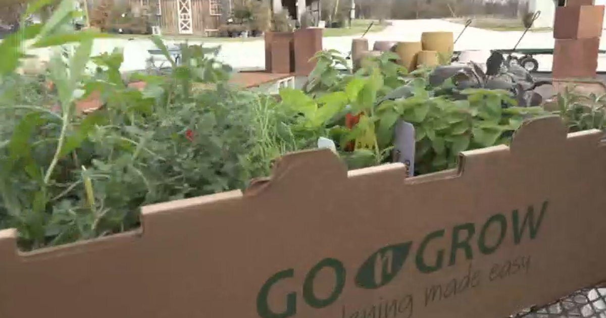 Gardening 101: Growing herbs by the box - CBS Texas
