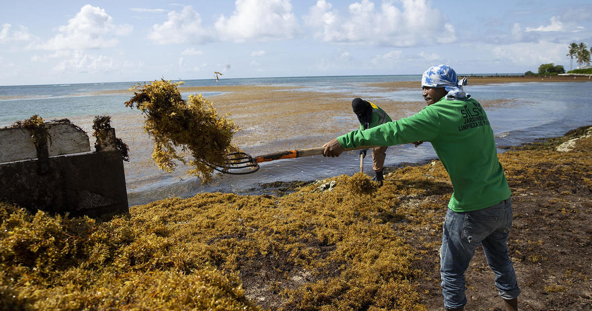 A seaweed blob twice the width of the US is heading toward Florida