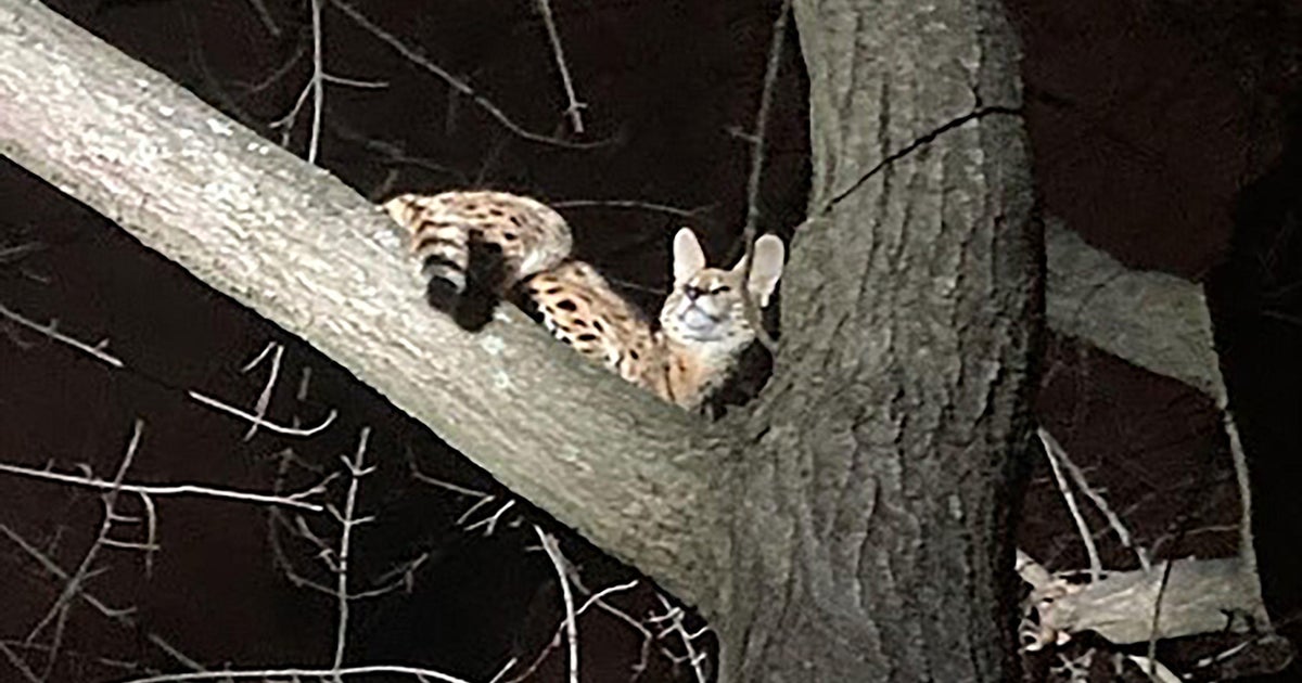 Exotic cat rescued from tree in Ohio tests positive for cocaine - Vimarsana News