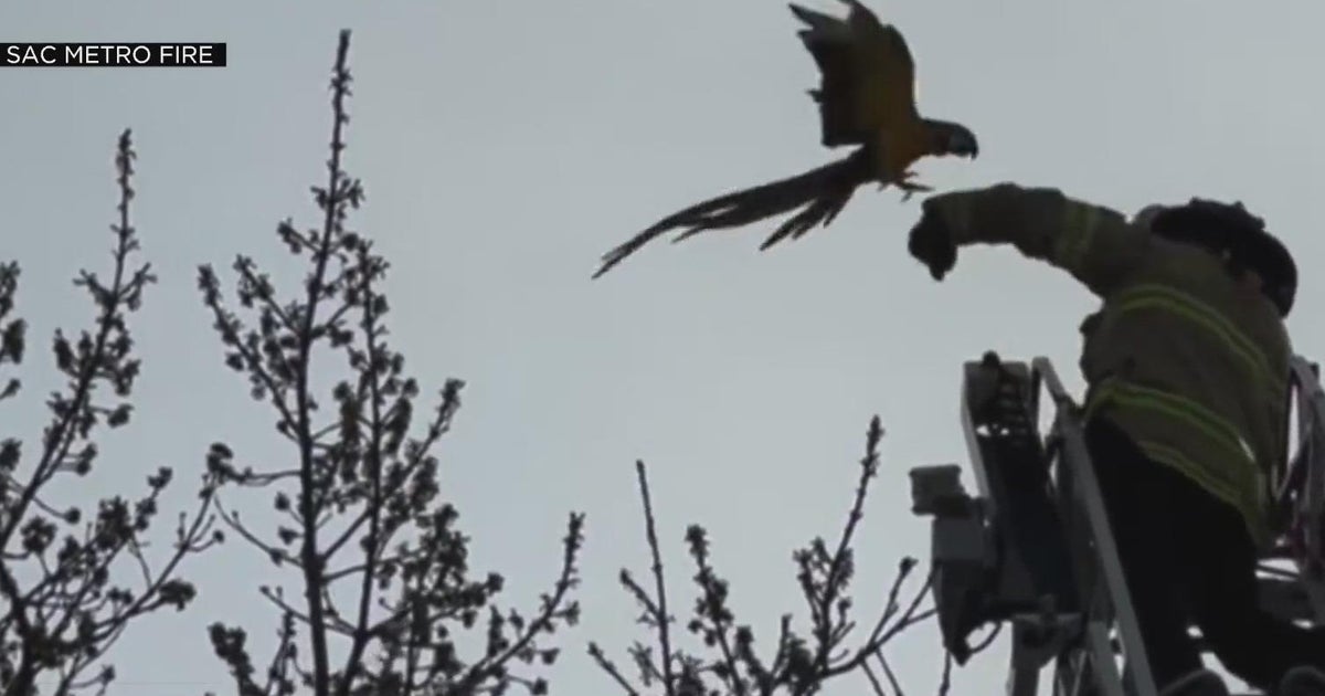 A parrot lives another day as firefighters saved her