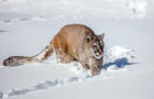 Slight Front Shot of a Mountain Lion, Walking In The Snow and Licking Its Lips 