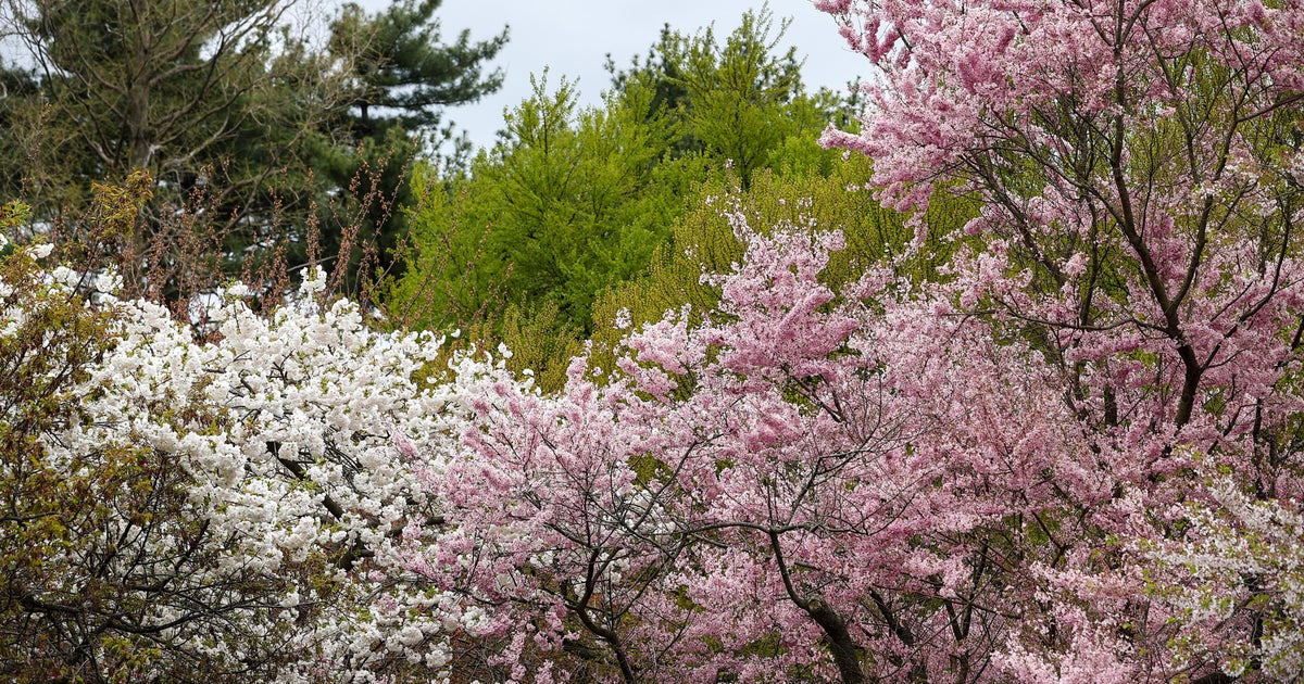 Spring cherry blossoms starting to show at Brooklyn Botanic Garden - Vimarsana News