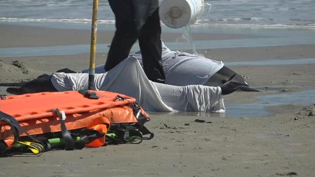 More dead dolphins found along the beach in Sea Isle City, New