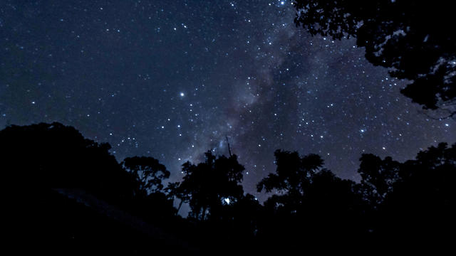 Silhouette of trees and the stars at night in Maliau Basin, Sabah Borneo. 