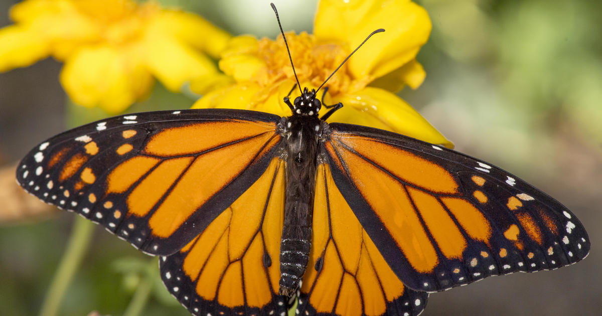 Monarch butterfly presence in Mexican forests drops 22%, report says