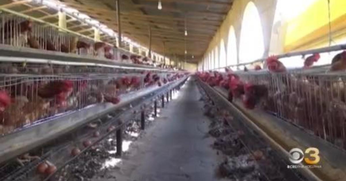 Pennsylvania Now Leads The Nation In Avian Flu Cases Cbs Philadelphia 9483