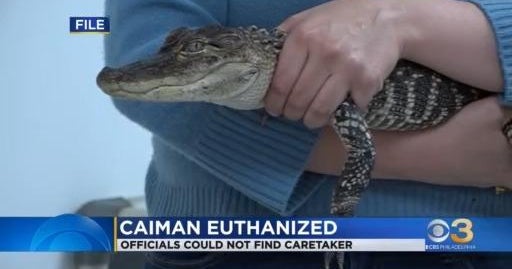 Caiman found in Philadelphia's FDR Park was euthanized, agency says