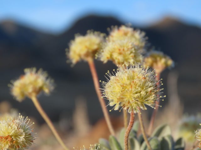 Tiehm's buckwheat flowers 