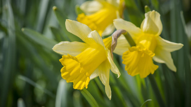 Daffodil trio 
